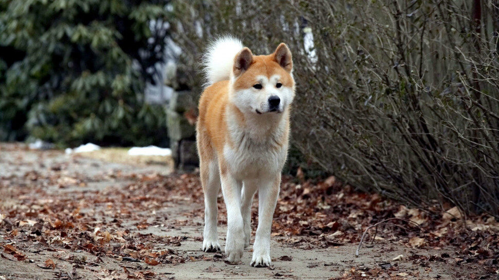 Xem phim Hachi A Dogs Tale  - Hachi A Dogs Tale (2009)