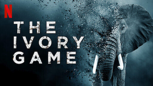 Xem phim Cuộc chiến ngà voi  - The Ivory Game (2016)