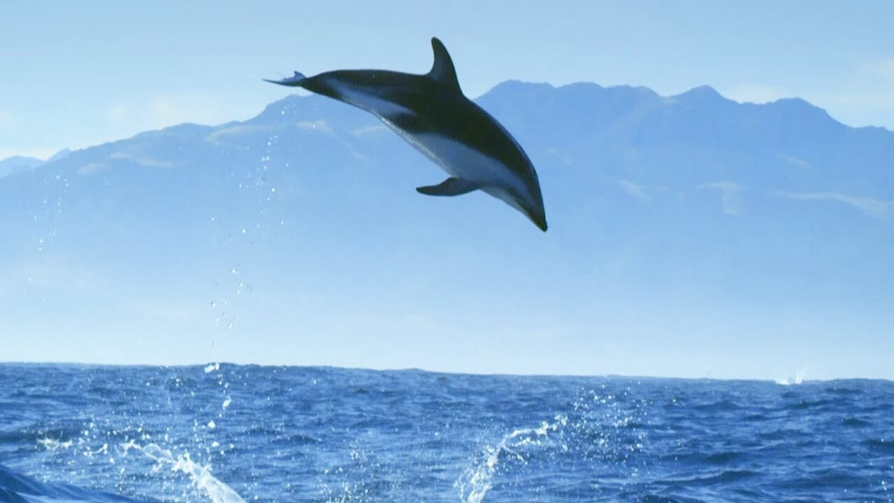 Poster of Diving with Dolphins