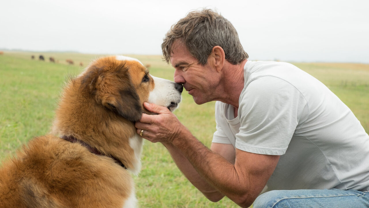 Xem phim Mục Đích Sống Của Một Chú Chó  - A Dogs Purpose (2017)