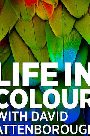 Xem phim David Attenborough Sự sống đầy màu sắc  - Life in Colour with David Attenborough (2021)