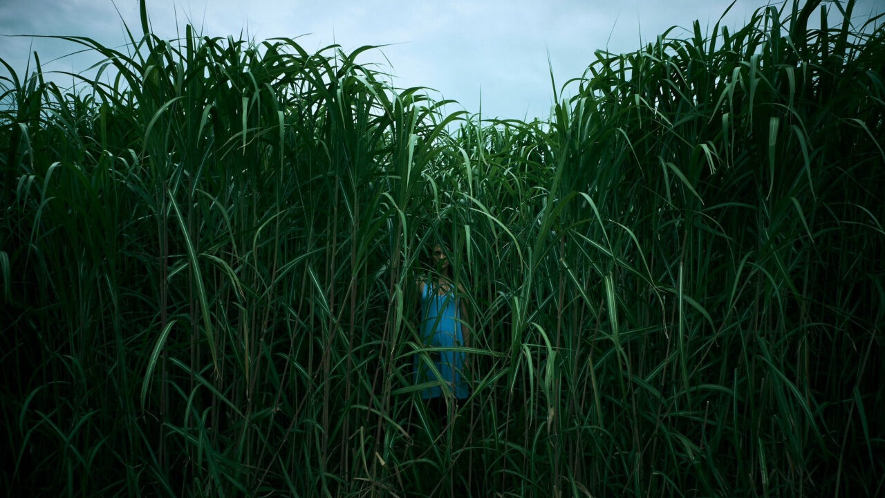 Xem phim Bụi Cỏ Ven Đường (Đồng Cỏ Ăn Thịt Người)  - In the Tall Grass (2019)